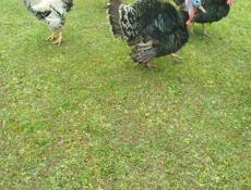 Продаются домашние индюки и петухи 