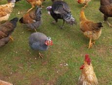 Продаются домашние индюки и петухи 