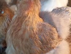 Инкубационное яйцо