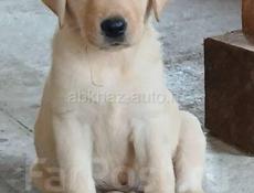 Возьму щенка лабрадор в добрые руки. 