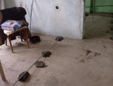 Ремонт квартир под ключ