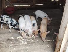 Поросята 
