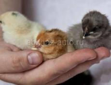 Десятидневные цыплята