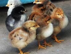 Десятидневные цыплята