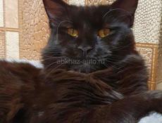 Котята Мейн-кун осталась одна девочка❗️