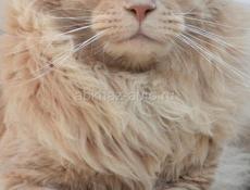 Котята Мейн-кун осталась одна девочка❗️