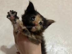 Котята Мейн-кун осталась одна девочка❗️