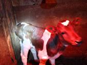 Продается телочка (Корова)