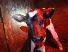 Продается телочка (Корова)