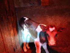 Продается телочка (Корова)