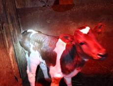 Продается телочка (Корова)