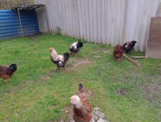 Продаю петухов и индюка