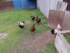 Продаю петухов и индюка