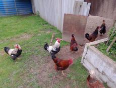 Продаю петухов и индюка