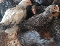 Продаются цыплята 