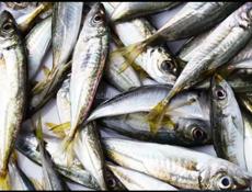 ПРОДАЕТСЯ СТАВРИДА СВЕЖАЯ 