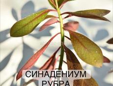 Молочай крупный