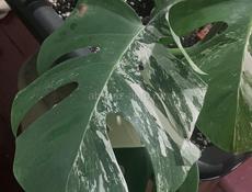 Монстера Альба!