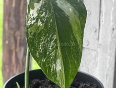 Монстера Альба!