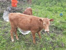 Продаётся тёлка 