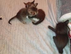 Дарю котят.