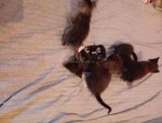 Дарю котят.