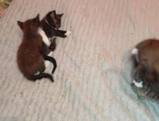 Дарю котят.