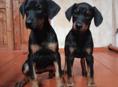 Щенки добермана 