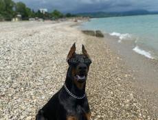 Щенки добермана