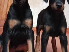 Щенки добермана
