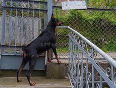 Щенки добермана