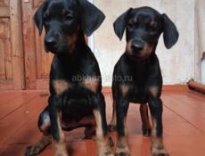 Щенки добермана 