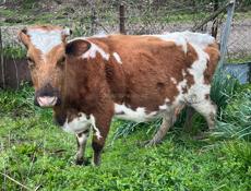 Корова доится втрой день как отелилась нет теленка 