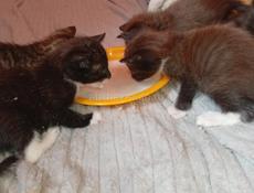 Дарю котят.