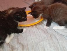 Дарю котят.