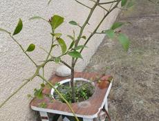 Бугенвиллии , пальмы, лимоны