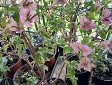 Бугенвиллии , пальмы, лимоны