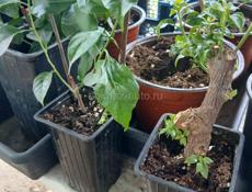 Бугенвиллии , пальмы, лимоны