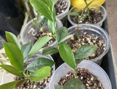 Бугенвиллии , пальмы, лимоны