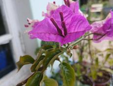 Бугенвиллии , пальмы, лимоны