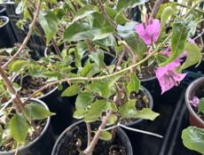 Бугенвиллии , пальмы, лимоны