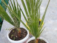 Бугенвиллии , пальмы, лимоны