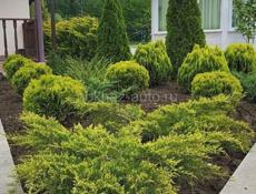 Озеленение. Ландшафтный дизайн. Гарантия