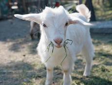Продаются козлы