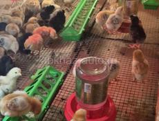 Цыплята 7-9 дней