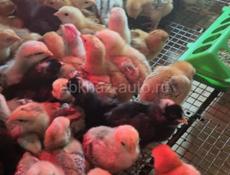 Цыплята 7-9 дней