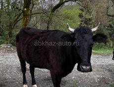 Продается корова 