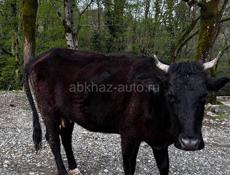 Продается корова 