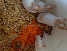 Сирийский ангарские хомяки