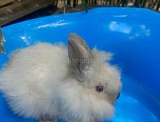 Карликовые кролики